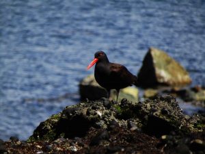 IMG_6586_aluna_11zon